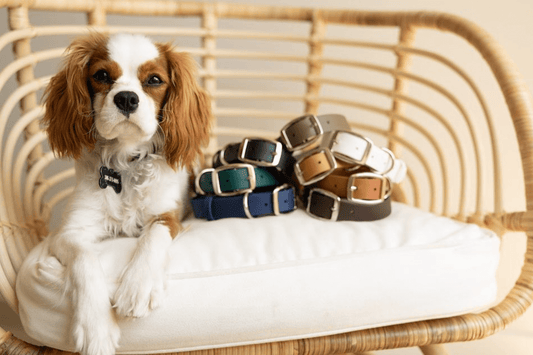 What is Biothane? The Future of Durable, Stylish Dog Gear