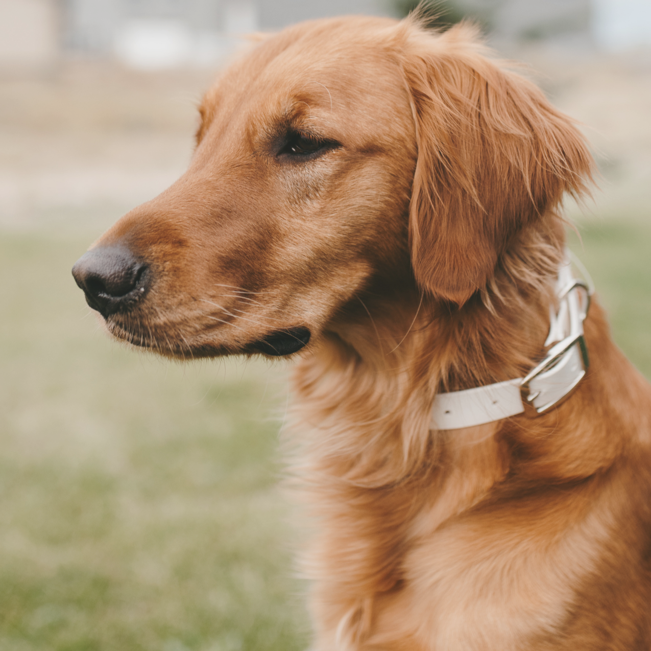 Biothane 1" Classic Buckle Collar
